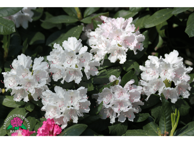 Rhododendron   'Babītes Antons'